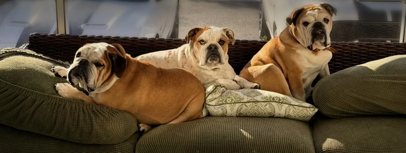 Raj’s three English bulldogs relaxing together on a green porch couch.